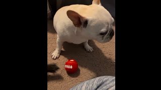 Dog thinks he is trying to take her ball by WG Fans 38 views 1 month ago 3 minutes, 20 seconds