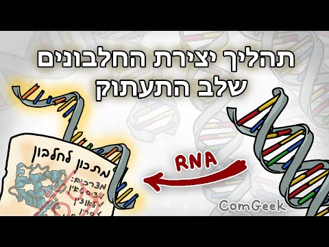 וִידֵאוֹ: איך mRNA הופך לחלבון?