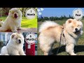 Chow Chow Puppy Training and Emotional Moments: A Comprehensive Guide