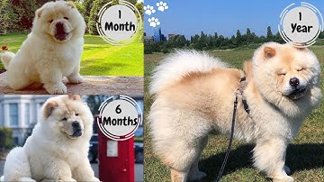 Chow Chow growing up 1-12 months | Chow Chow puppy to full grown