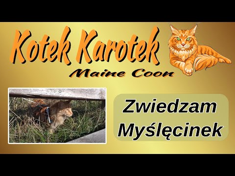 Kotek Maine Coon  zwiedza Myślęcinek