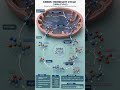 Urea Cycle | Enzymes & Steps Explained.