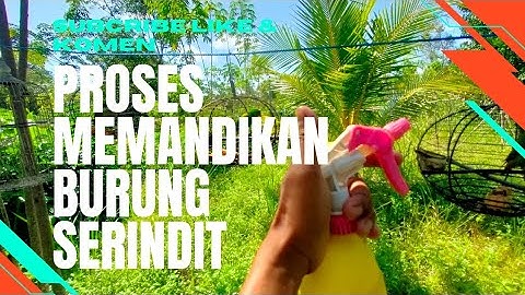 Proses Memandikan Burung Serindit di Pagi Hari
