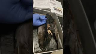 Kathy's Pigeon Dissection Video 1