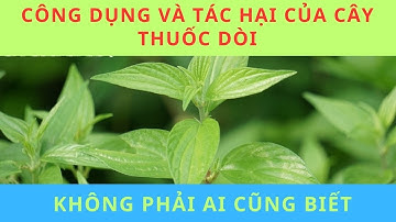 CÔNG DỤNG VÀ TÁC HẠI CỦA CÂY THUỐC DÒI CÓ THỂ QUÝ VỊ CHƯA BIẾT