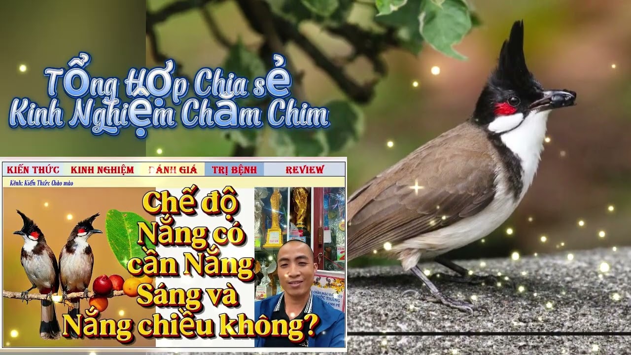 Cách nuôi chim chào mào, vì sao Chim xong lông cần tập Lực?