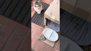 ドアを開けるとちょこんと座っている 公開日:2026/3/16