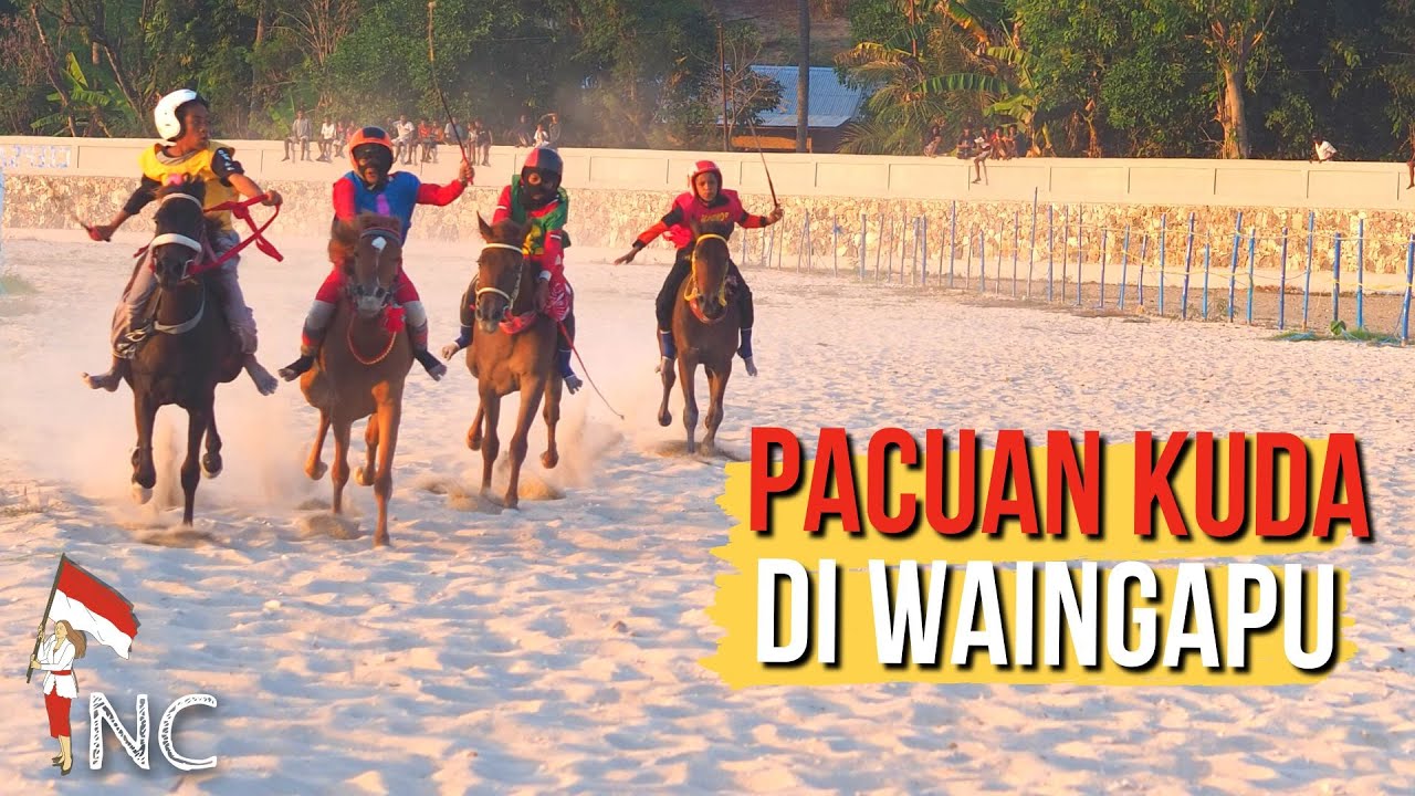 Serunya lomba pacuan kuda di Sumba 🐎 Pacuan Kuda Piala Bupati 2022, Waingapu