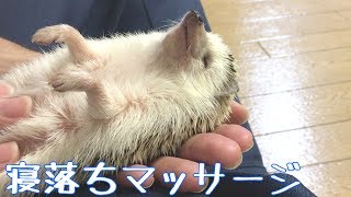 【ハリネズミ】寝落ちマッサージ~massage~【hedgehog】