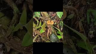 Tracking menyusuri hutan pedalaman Kalimantan ketemu banyak jamur #campingdihutan #automobile