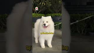 5 tên chó phổ biến nhất tại Việt Nam