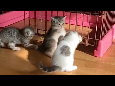 体が小さくて全く喧嘩に勝てない生後1ヶ月のもち様がこちら… - YouTube
