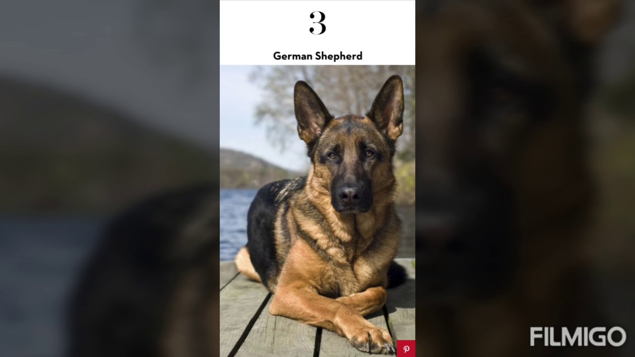 Top 10 Best Dogs in the world YouTube