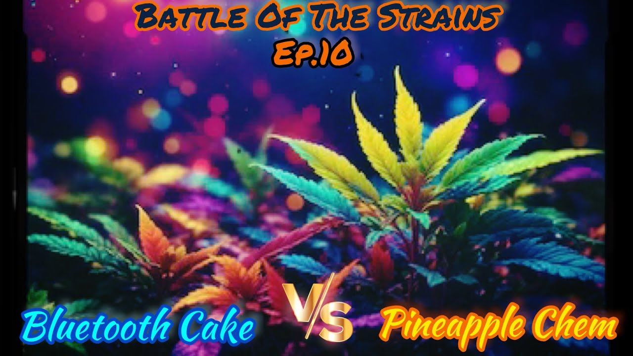 Growing Autoflowers, Battle Of The Strains Ep.10