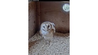 Romanini Live Barn Owl Stream