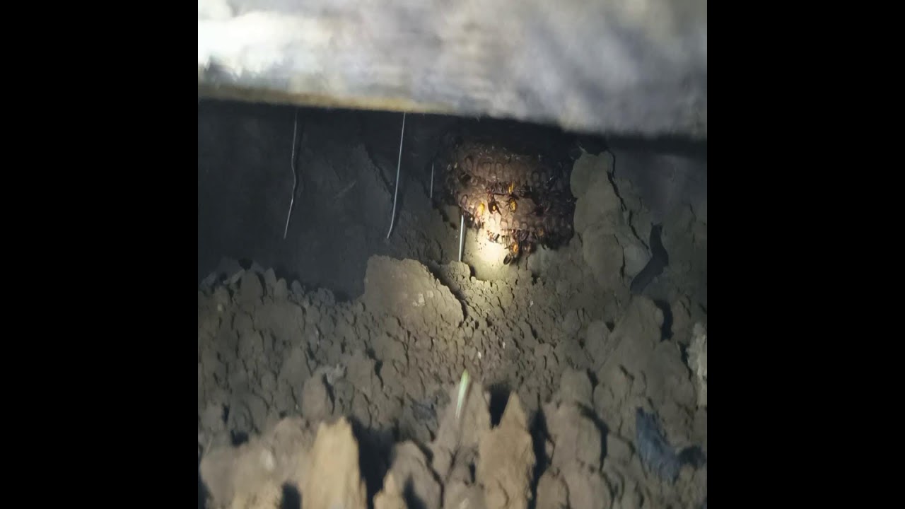 Honey from the Heart of the Jungle 