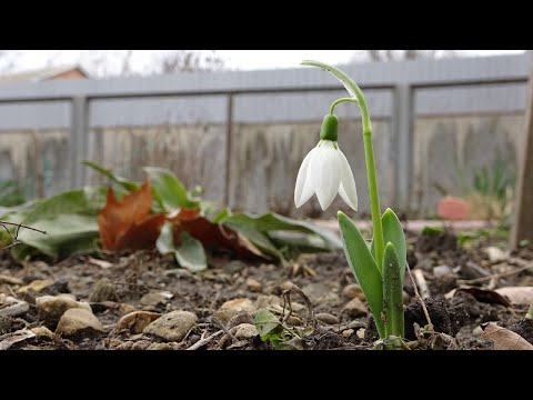 Одинокий первенец весны #Подснежник #Первоцвет #Лекарственныерастения