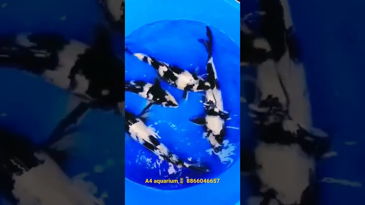 Black and white Butterfly Koi fish. 