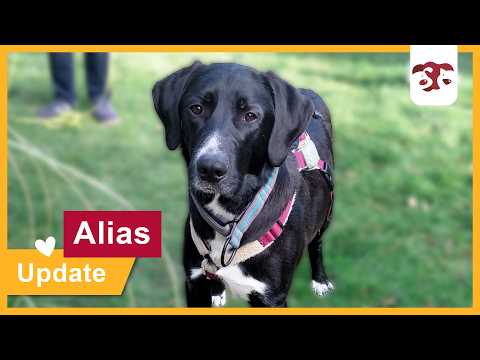 Alias - Update Pflegestelle März 26
