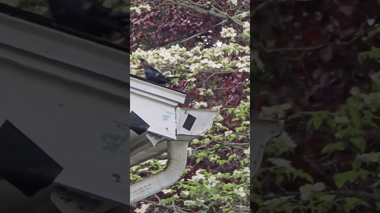 BIRDS - Mr. & Mrs. Common "Bronze" Grackle.