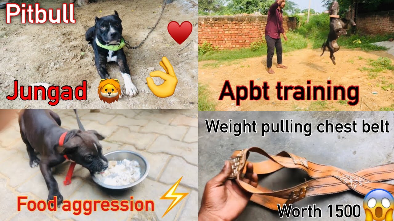 Daisy की नयी pulling chest belt || माइकल का food aggression || Apbt ...