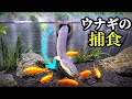 ウナギの水槽に金魚を入れる。