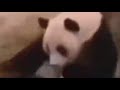 UNEXPECTED memes part 57 | confused panda