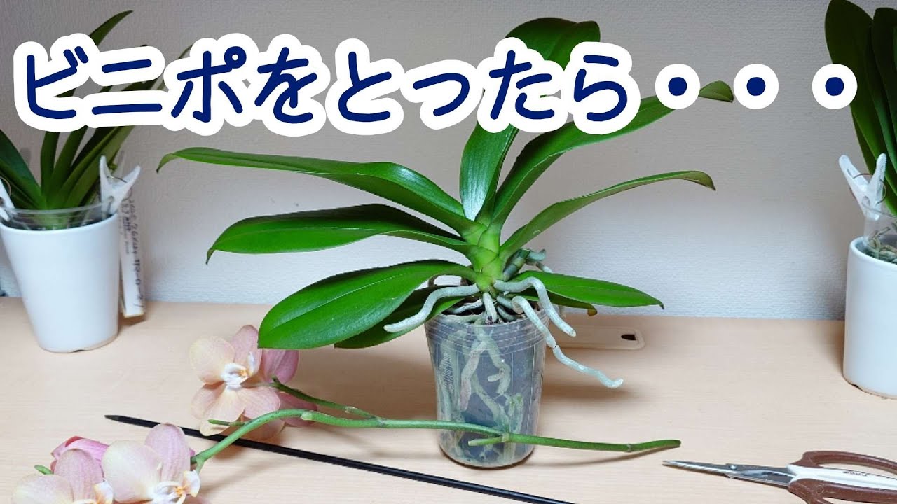 胡蝶蘭の花が終わった後、鉢増しか水栽培か悩むの巻 - YouTube