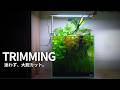 [ENG SUB] ネイチャーアクアリウム長期維持のコツ｜30cmキューブ水槽の成熟期トリミング
