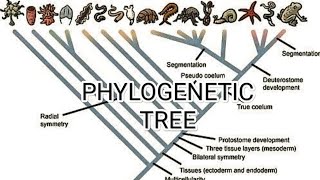 Famous Phylogenetic tree || UPGMA || Cluster analysis || Taxonomy Wealth