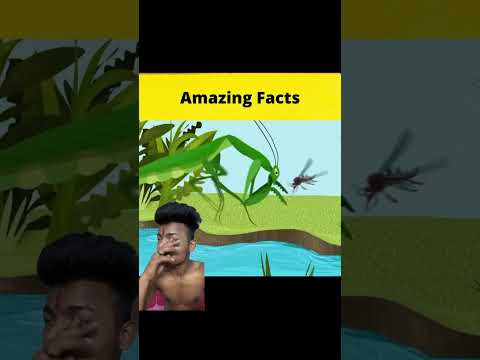 Amzing fact #factbeast #amazingfacts #mrbast #amazing #interestingfacts #mrfactor