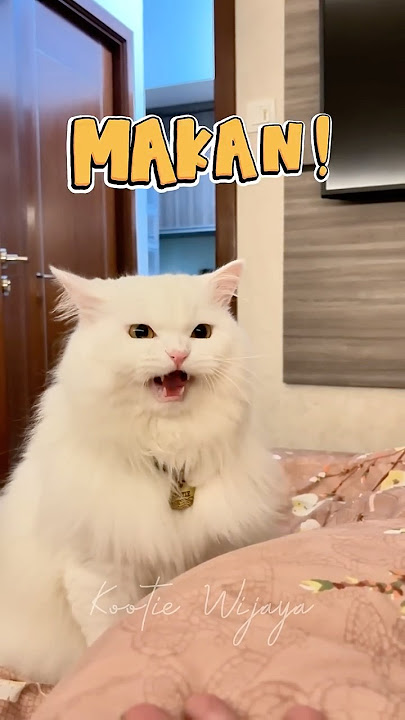 Oti teaches how to talk about eating 😼
