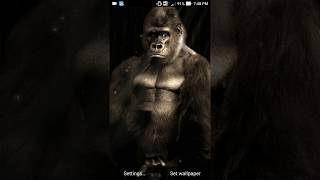 wallpaper gorillas screenshot 4