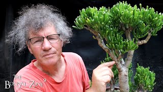 Succulent Sunday, Pruning Jades, The Bonsai Zone, July 2022