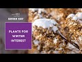 Plants for Winter Interest: Plant Now, Enjoy in Winter ❄️