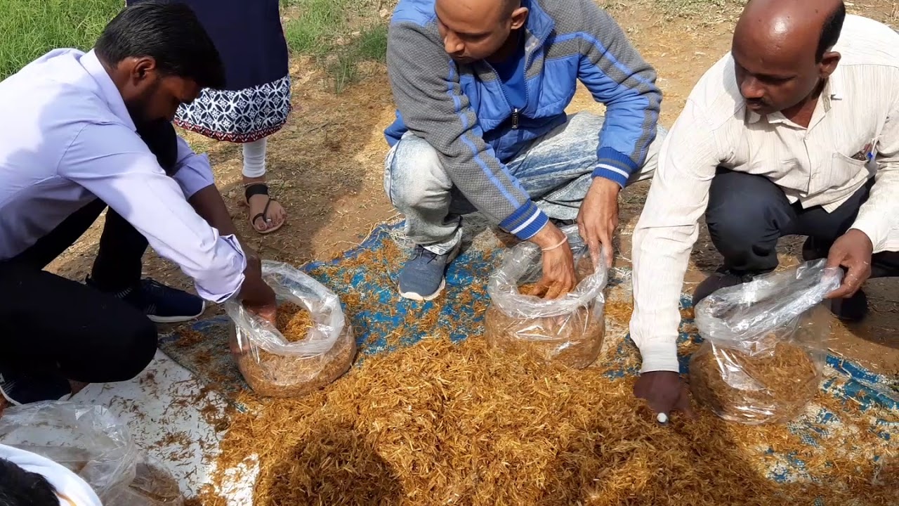 Oyester Mushroom Farming 6 by Dileep Patel