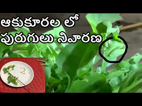 ఆకుకూరలలో పురుగులు ను నివారించడం ఎలా? How to prevent worms in greens?