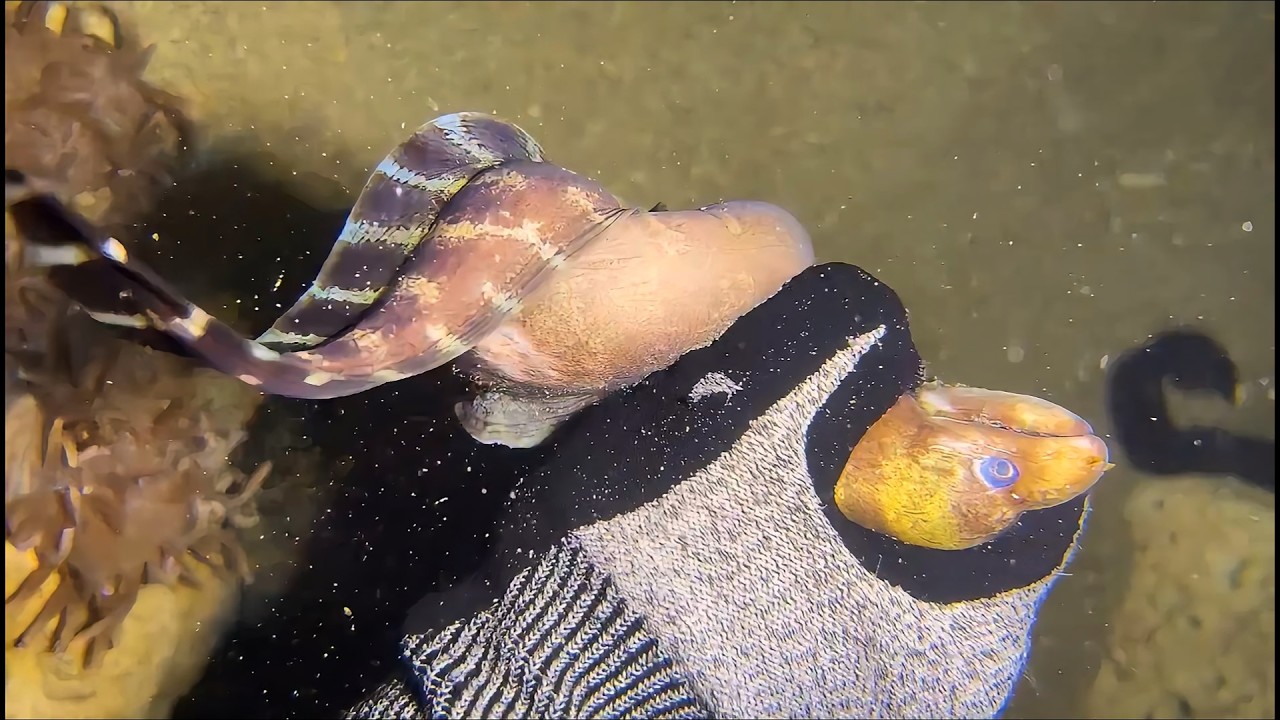 Live Stream🟢–Dive Seafood Hunt - You Vote What I Catch！ #diving #fishing #seafood #shorts