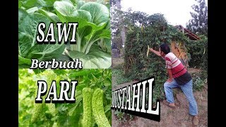 SIAPA MENABUR SIAPA MENUAI