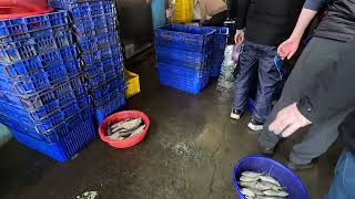 Experience the Energy! An Authentic Look Inside a Vibrant Asian Fish Market's Daily Haul!