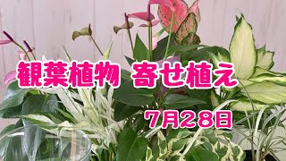 観葉植物の寄せ植えアンスリウム斑入りスパティフィラムでプランツギャザリング