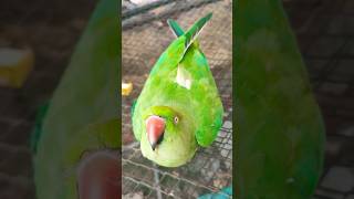Mera Parrot ? Talking Sounds #birdsounds #talkingparrot #greenparrot #parrotsounds