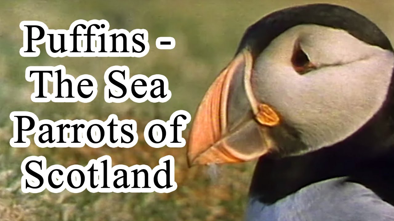 A Sea Bird in the Forest: Unveiling Nature’s Hidden Wonders