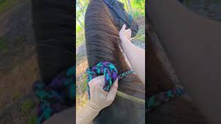 Junos First Solo Trail Ride