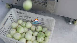 Industrial Onion Peeling Machine, Onion Root Cutter for Farm #onion #peeler  #machine