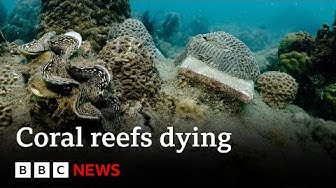 Corals turning white and dying after record heat say scientists BBC News