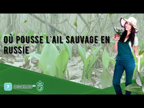 Vidéo: Oignon Oblique Ou Ail Sauvage Du Jardin