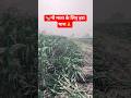 गौ माता के लिए मक्का🐄#shortvideos राम यादवब्लॉग्स