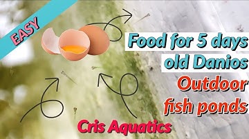 How I Feed 5 days old Danios Fry