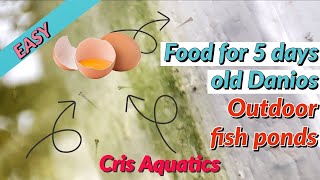 Download Lagu How I Feed 5 days old Danios Fry MP3